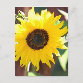 Sunflower in Full Bloom Postkarte