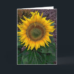 Sunflower Karte<br><div class="desc">One sunflower on stalk with its leaves</div>
