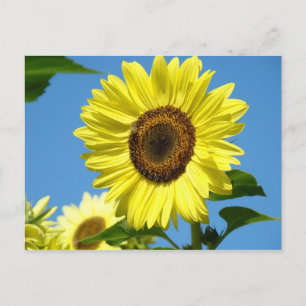 SUNFLOWER POST CARD Summer Blume Postkarte