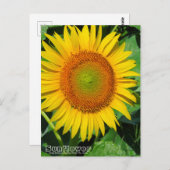 Sunflower :Postcard Postkarte (Vorne/Hinten)