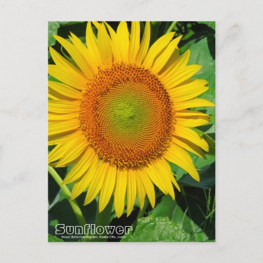Sunflower :Postcard Postkarte (Vorderseite)