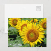 Sunflower :Postcard Postkarte (Vorne/Hinten)