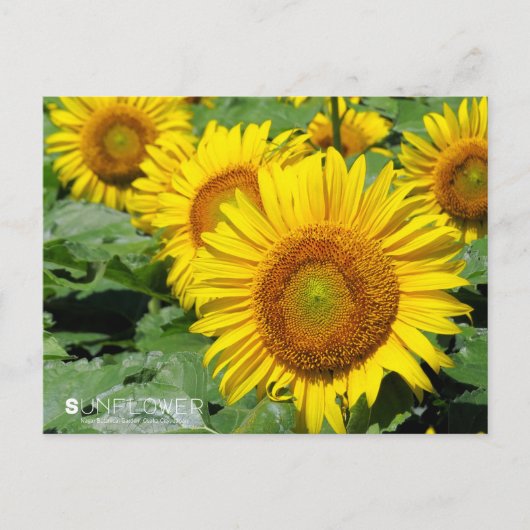 Sunflower :Postcard Postkarte (Vorderseite)