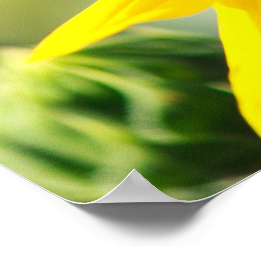 Sunflower Poster (Ecke)