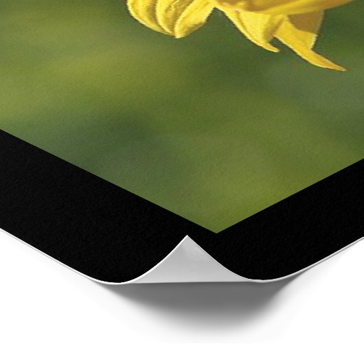 SunFlower Poster (Ecke)