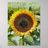 SUNFLOWER POSTER (Vorne)