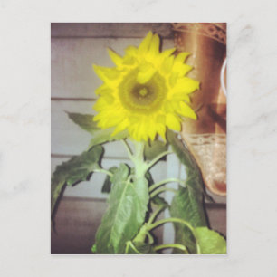 #sunflower postkarte
