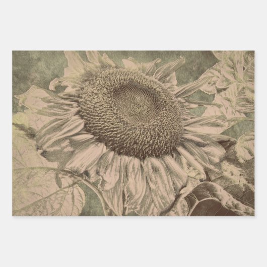 Sunflower Sepia Tone Brown Art Texture Decoupage Geschenkpapier Set (Vorderseite)