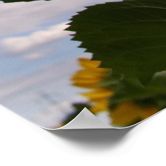 Sunflower Sky Poster (Ecke)