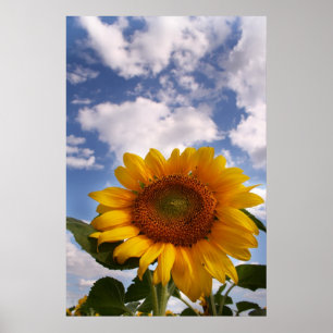 Sunflower Sky Poster