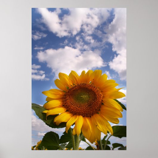 Sunflower Sky Poster (Vorne)