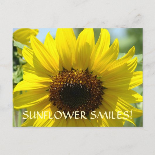 SUNFLOWER SMILES Postkarten Blume der Sonne (Vorderseite)