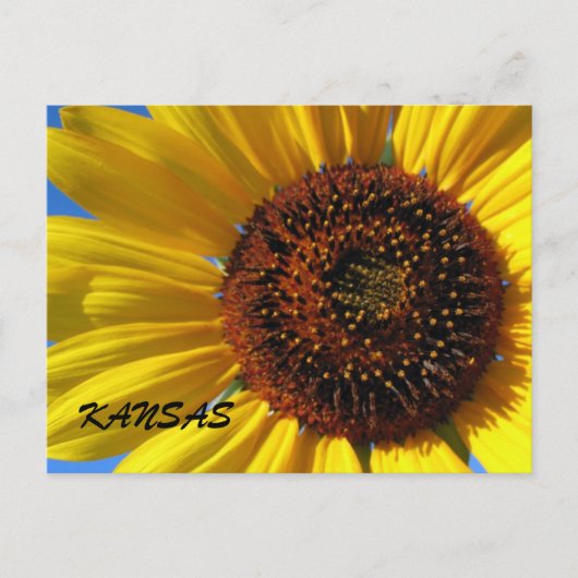 SUNFLOWER-STAAT POSTKARTE (Vorderseite)