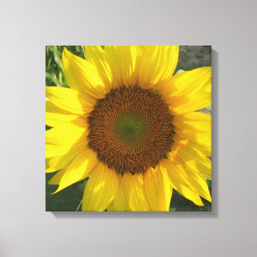 Sunflower Stretched Canvas Print Leinwanddruck (Vorderseite)