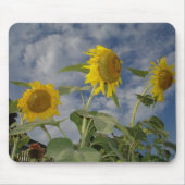 Sunflower Trio Mousepad (Vorne)