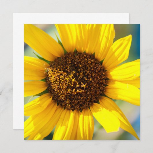 Sunflowers  (Vorne/Hinten)