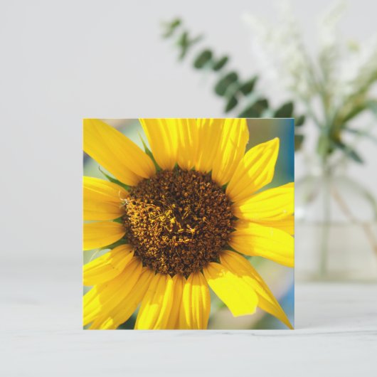 Sunflowers  (Stehend Vorderseite)