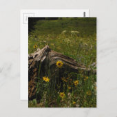 Sunflowers and log postkarte (Vorne/Hinten)