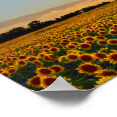 Sunflowers at Sunset 12x8 inches Poster (Ecke)