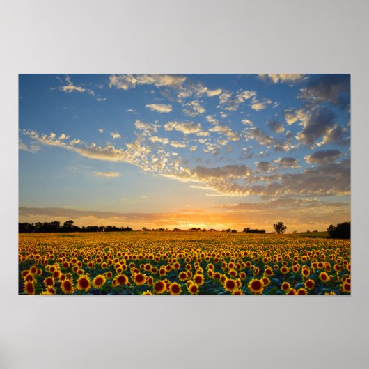 Sunflowers at Sunset 12x8 inches Poster (Vorne)