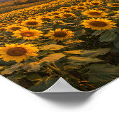 Sunflowers at Sunset Landscape Photo Poster (Ecke)
