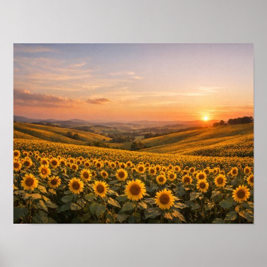 Sunflowers at Sunset Landscape Photo Poster (Vorne)