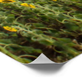 Sunflowers at Sunset Poster (Ecke)