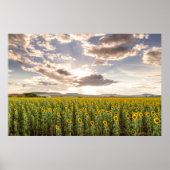 Sunflowers at Sunset Poster (Vorne)