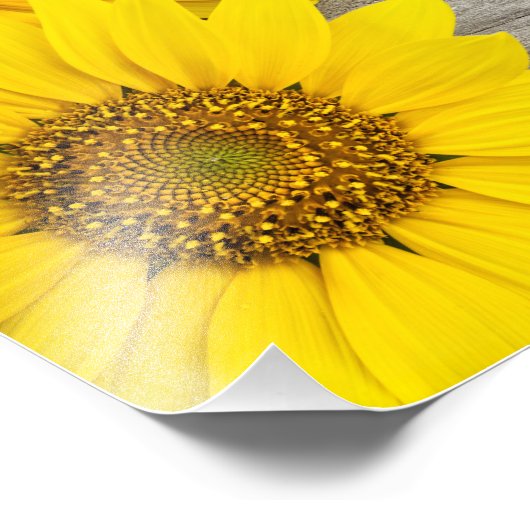 Sunflowers Fotodruck (Ecke)
