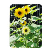 Sunflowers Magnet (Vertikal)
