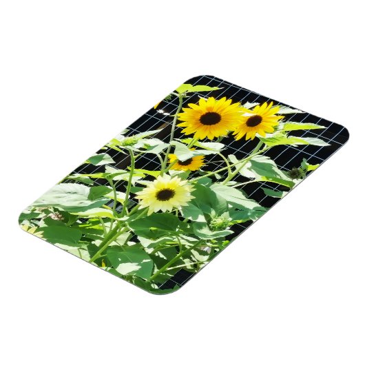 Sunflowers Magnet (Linke Seite)