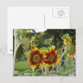 SunFlowers Postcard 2 Postkarte (Vorne/Hinten)