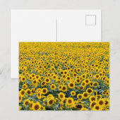 SUNFLOWERS POSTCARD POSTKARTE (Vorne/Hinten)