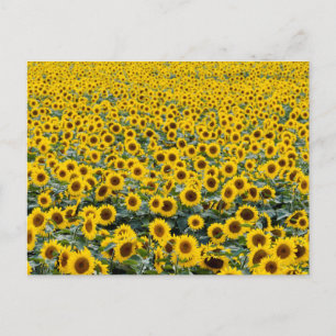 SUNFLOWERS POSTCARD POSTKARTE