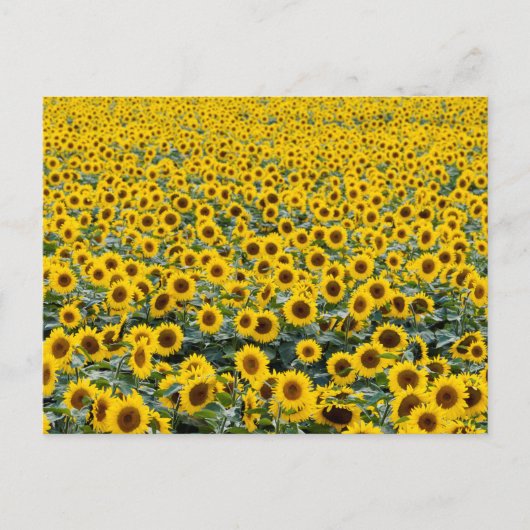 SUNFLOWERS POSTCARD POSTKARTE (Vorderseite)