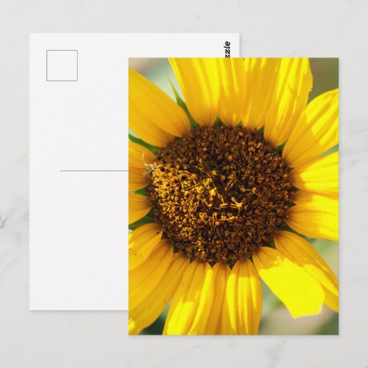 Sunflowers  postkarte (Vorne/Hinten)