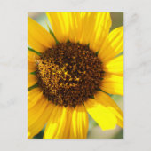 Sunflowers  postkarte (Vorderseite)