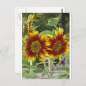 SunFlowers Postkarte (Vorne/Hinten)