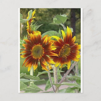 SunFlowers Postkarte