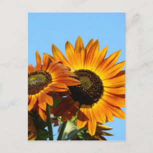 SUNFLOWERS SONNEN BLUME POST CARDS POST CARD POSTKARTE