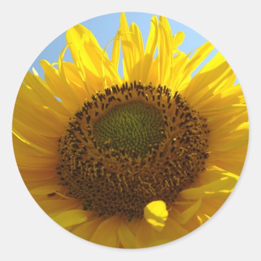 SUNFLOWERS STICKERS STICKER SHEETS Geschenke (Vorderseite)