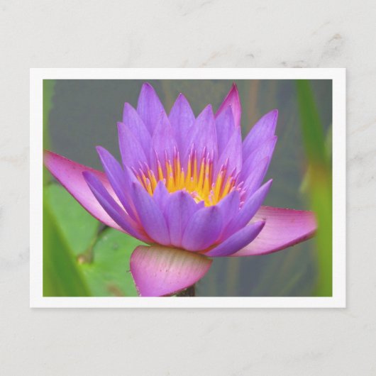 Sunken Gardens Lila Water Lily 2008 #3 03 Postkarte (Vorderseite)