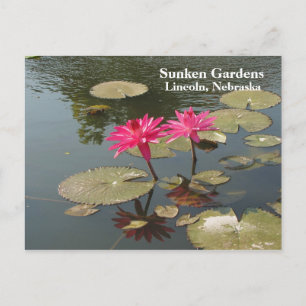 Sunken Gardens Pink Water lilies #80N 080 Postkarte