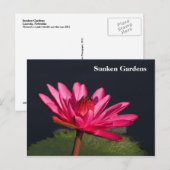 Sunken Gardens rosa Wasserlilie #90N 090 Postkarte (Vorne/Hinten)