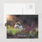 Sunlight Bathing Finde Danke Postcard Postkarte (Vorne/Hinten)