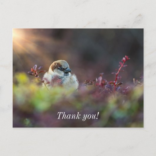 Sunlight Bathing Finde Danke Postcard Postkarte (Vorderseite)