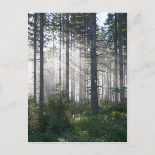 Sunlight Breaking Through a Misty Forest Postkarte