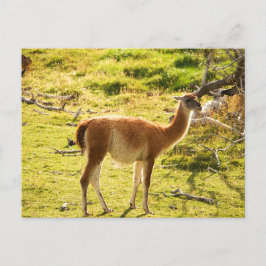 Sunlight Guanacos Postkarte
