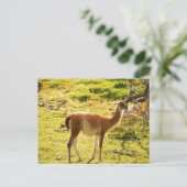 Sunlight Guanacos Postkarte (Stehend Vorderseite)