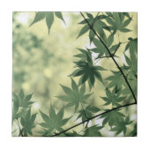 Sunlight Through Maple Leaves Fliese (Vorderseite)